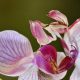 Orchid mantis, Hymenopus coronatus, on orchid
