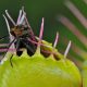 Venus flytrap, Dionaea muscipula, with trapped fly