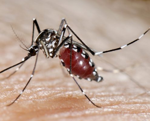 Zanzara tigre,  Aedes albopictus